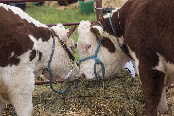 Hereford cattle