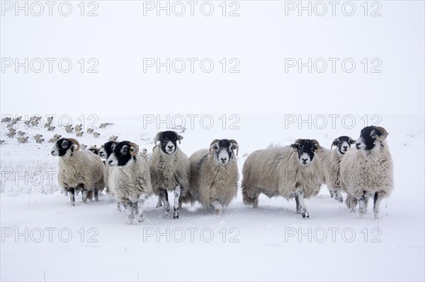 Swaledale Sheep