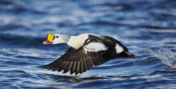 King Eider adult male