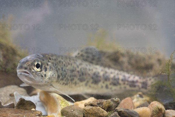 Rainbow Trout