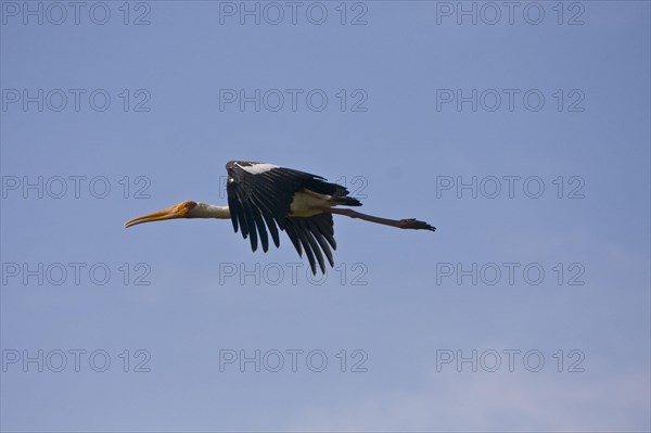 Painted stork