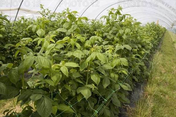 Raspberry canes grow through support grids in the Pollytunnel