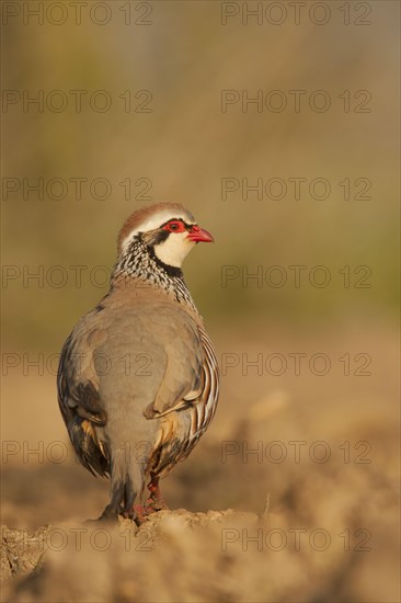 Red-legged Partridge