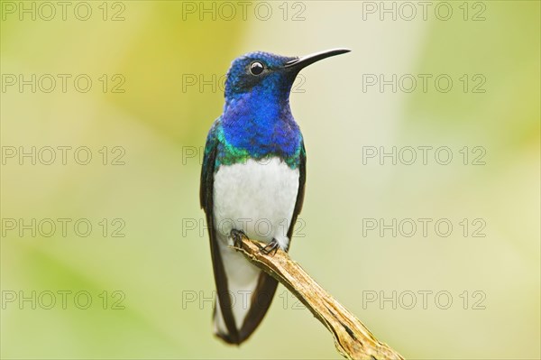 White-necked Jacobin