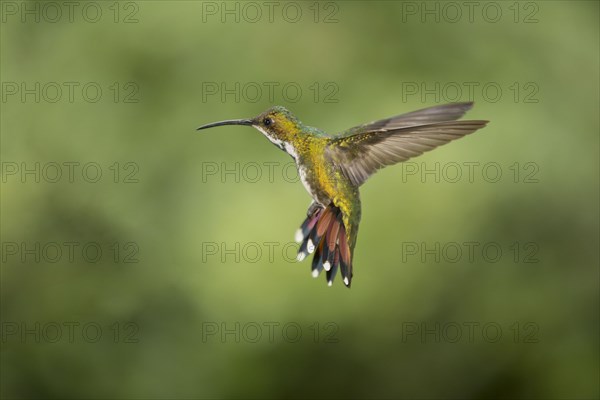 Green-breasted mango