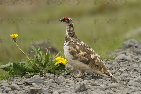 Rock ptarmigan