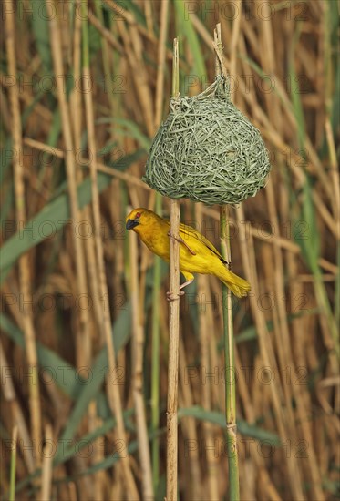 Eastern Golden Weaver