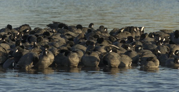 American Coot