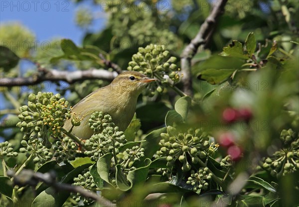 Willow warbler