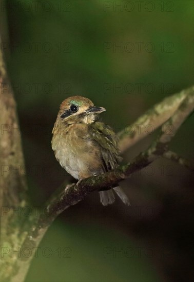 Tody Motmot