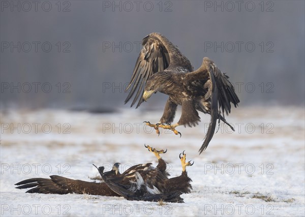 White-tailed eagle