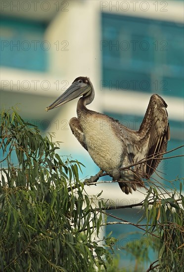 Brown Pelican