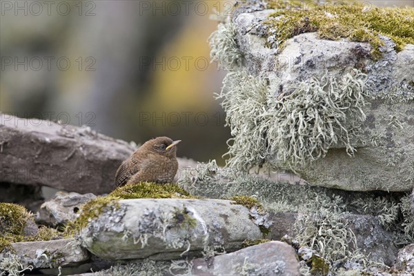 Shetland wren