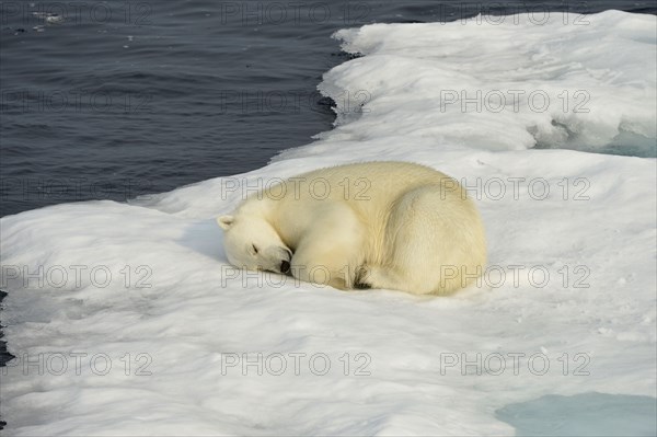 Polar Bear