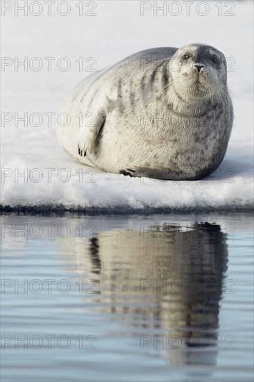 Bearded seals