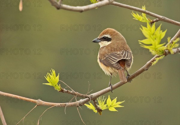 Brown Shrike