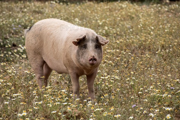 Ariany domestic pig Majorca