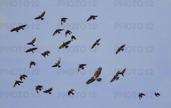 Common Buzzard