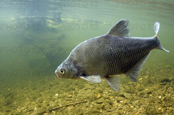 Common Bream