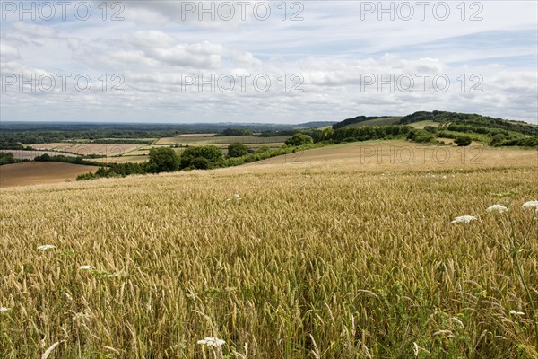 Rolling field of ripening winter wheat on a fine summer day