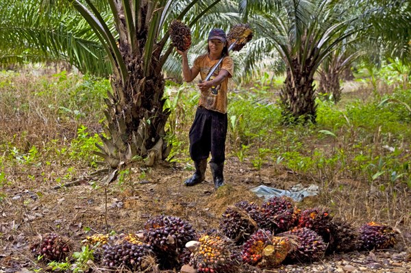 Oil tree fruit