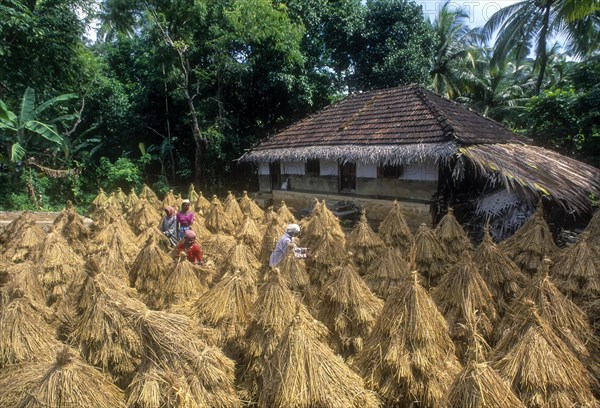 Four people drying harvested rice crop near Palakkad or Palghat