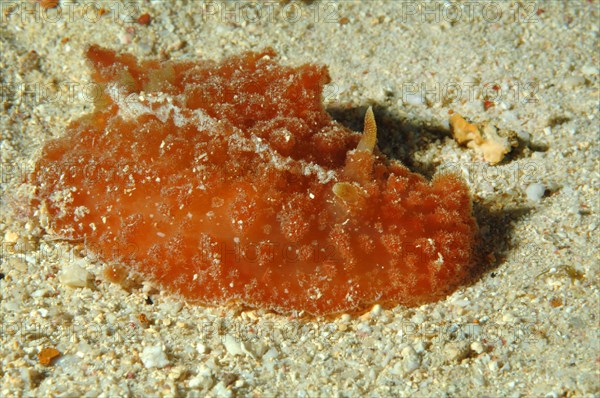 Nudibranch