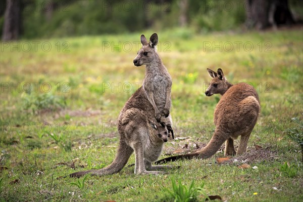 Eastern grey kangaroo