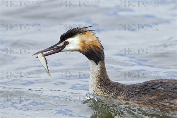 Great crested grebe