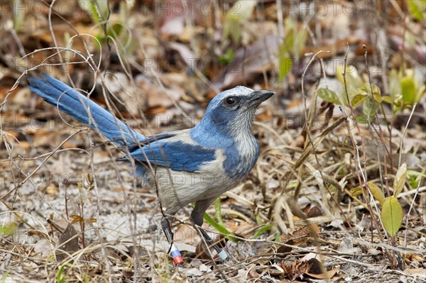 Florida scrub jay