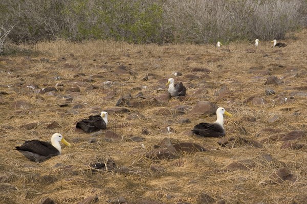 Waved albatrosses nesting on Espanola Island