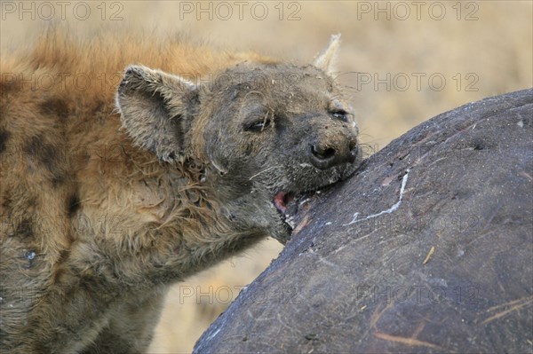 Spotted hyena