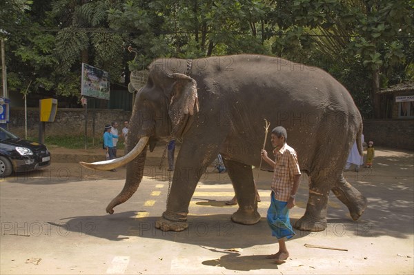 Asian elephant