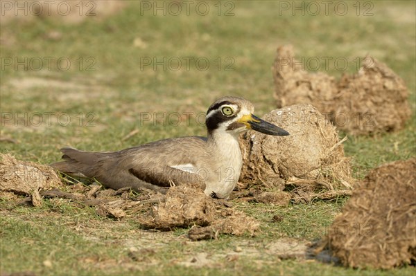 Great stone-curlew