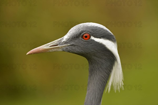 Demoiselle demoiselle crane