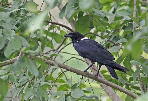 Pied crow