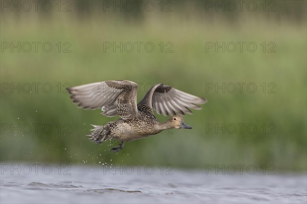 Northern pintail