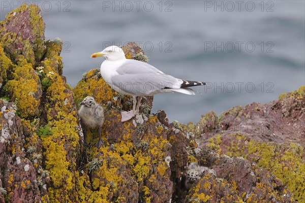 Herring Gull