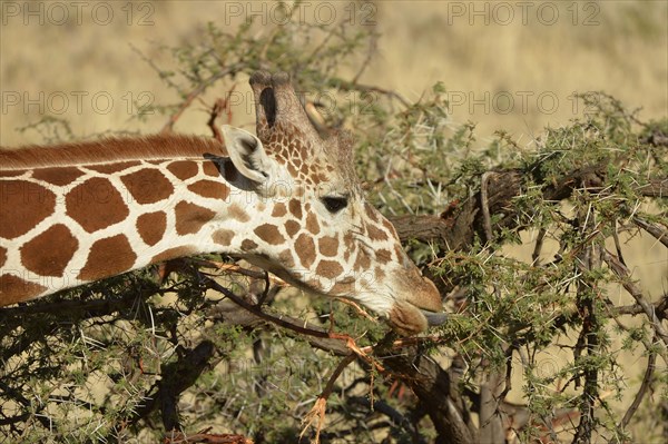 Reticulated giraffe