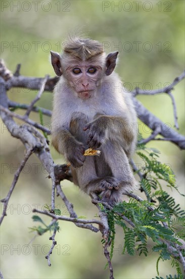 Toque Macaque