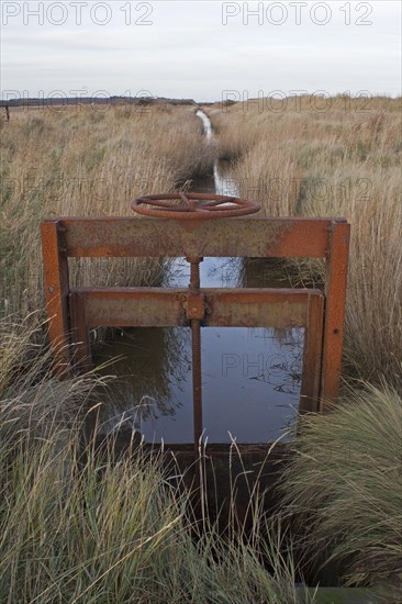 Sluice gate in reedbed dyke