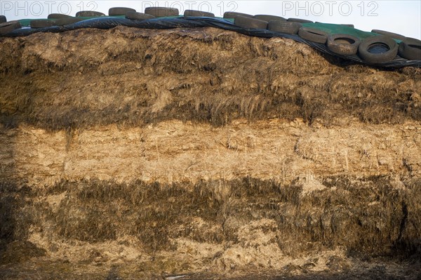 Front of silage clamp