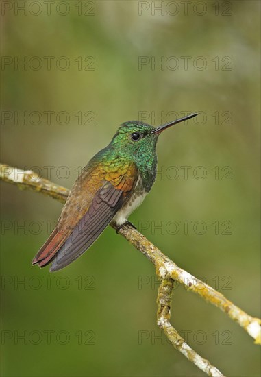 Snowy-bellied Hummingbird