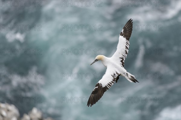 Northern Gannet