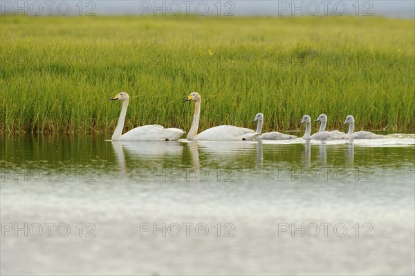 Whooper Swan