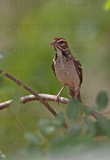 Eye-browed weaver