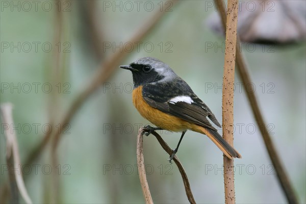 Daurian redstart