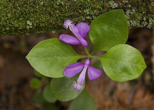 Fringed Polygala