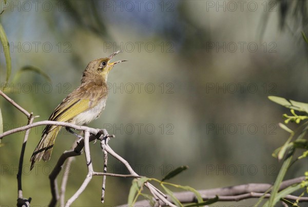 Brown Honeyeater