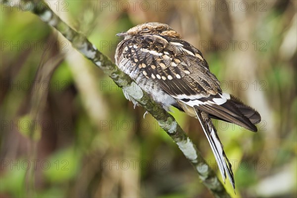 White-tailed nightjar